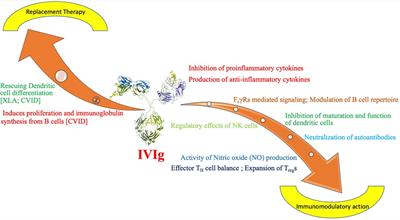 Immunoglobulin replacement therapies in inborn errors of immunity: a review